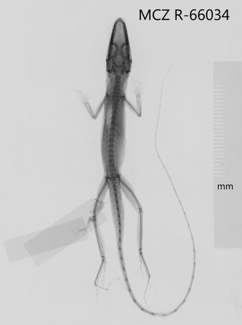 Media type: image;   Herpetology R-66034 Aspect: dorsoventral x-ray